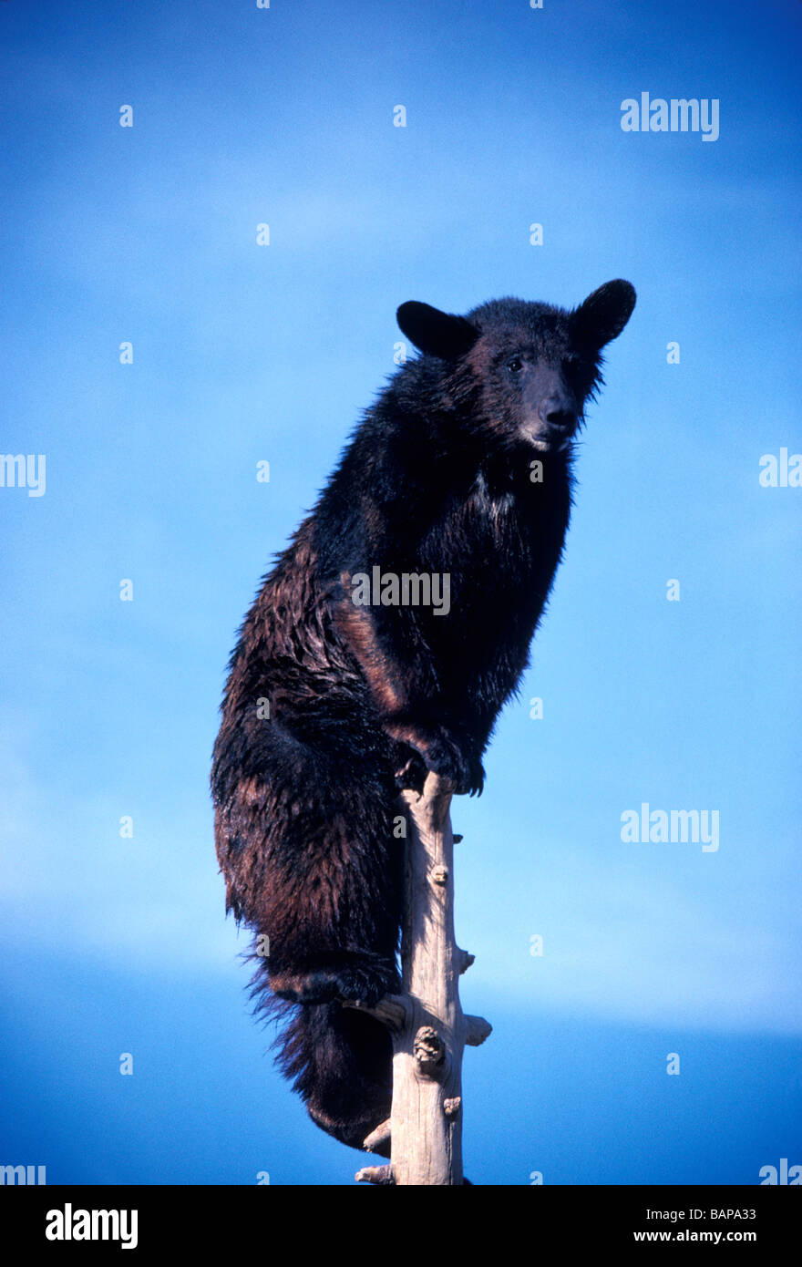 Escape or the view? Wet brown bear appearing worried sits high in a tree hiding from bigger bears or assessing the view Stock Photo