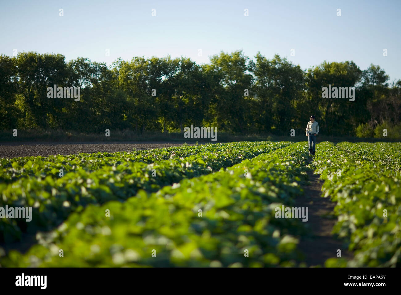 Farmer in rows of cucumbers, Lumsden, Saskatchewan, Canada Stock Photo