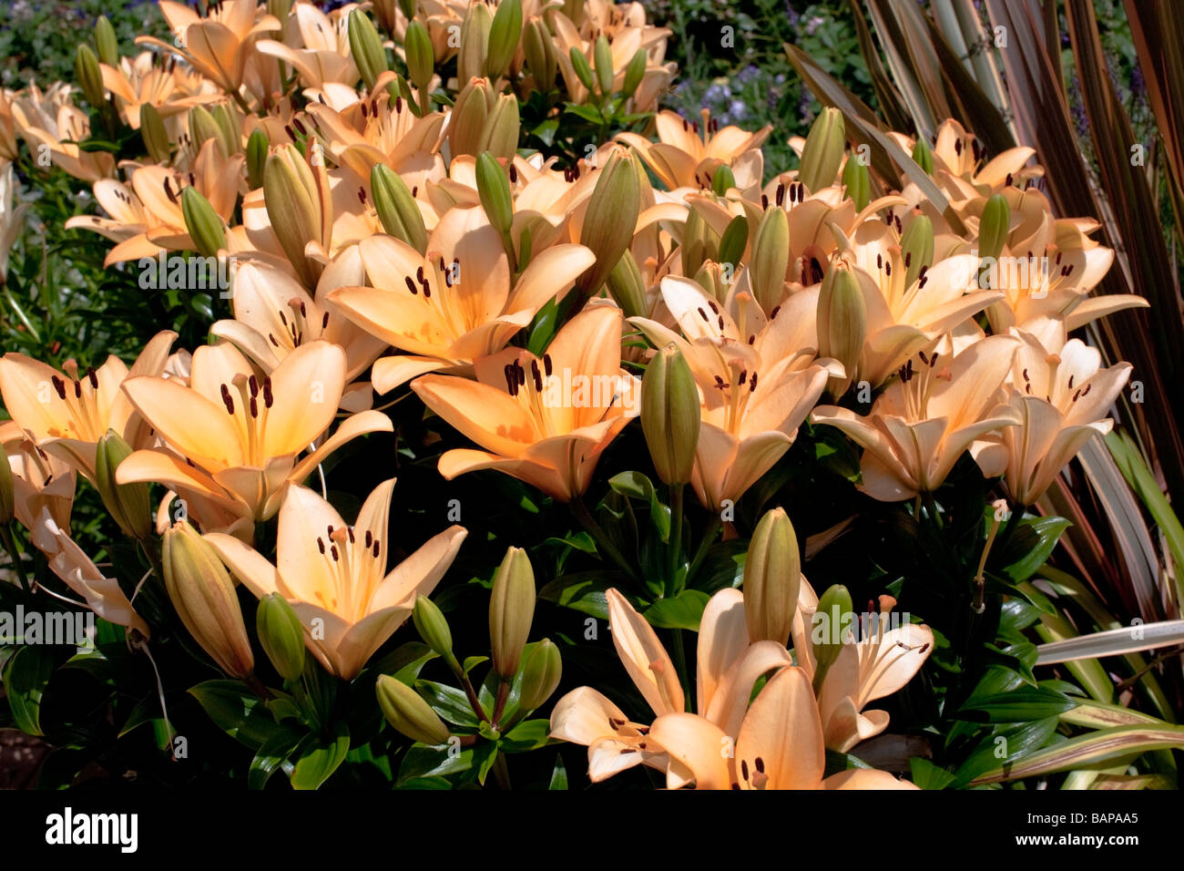 Lillies Brightly lit in the Sun Stock Photo
