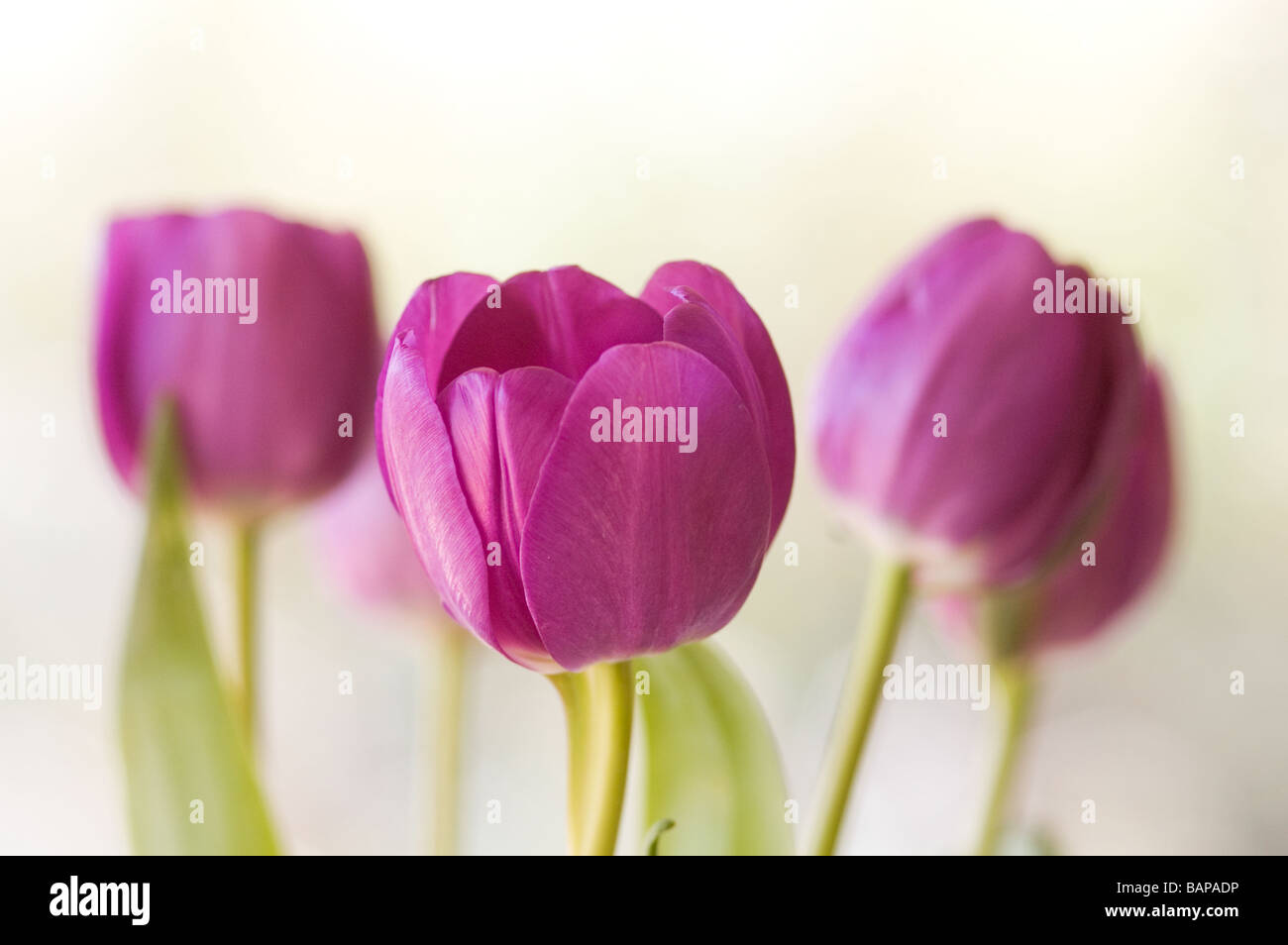 Delicate purple lavender tulips Tulipa with green leaves Stock Photo