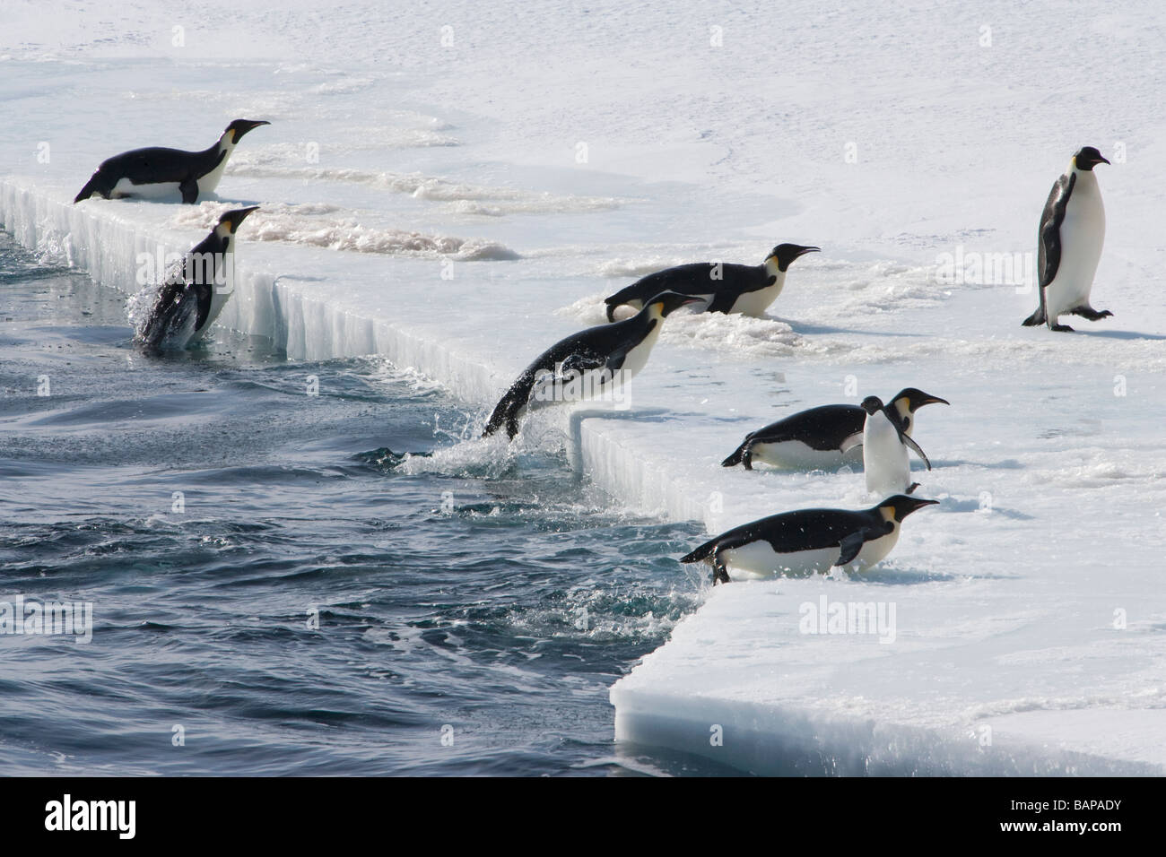 Emperor penguins jump onto pack ice around a single Adelie penguin