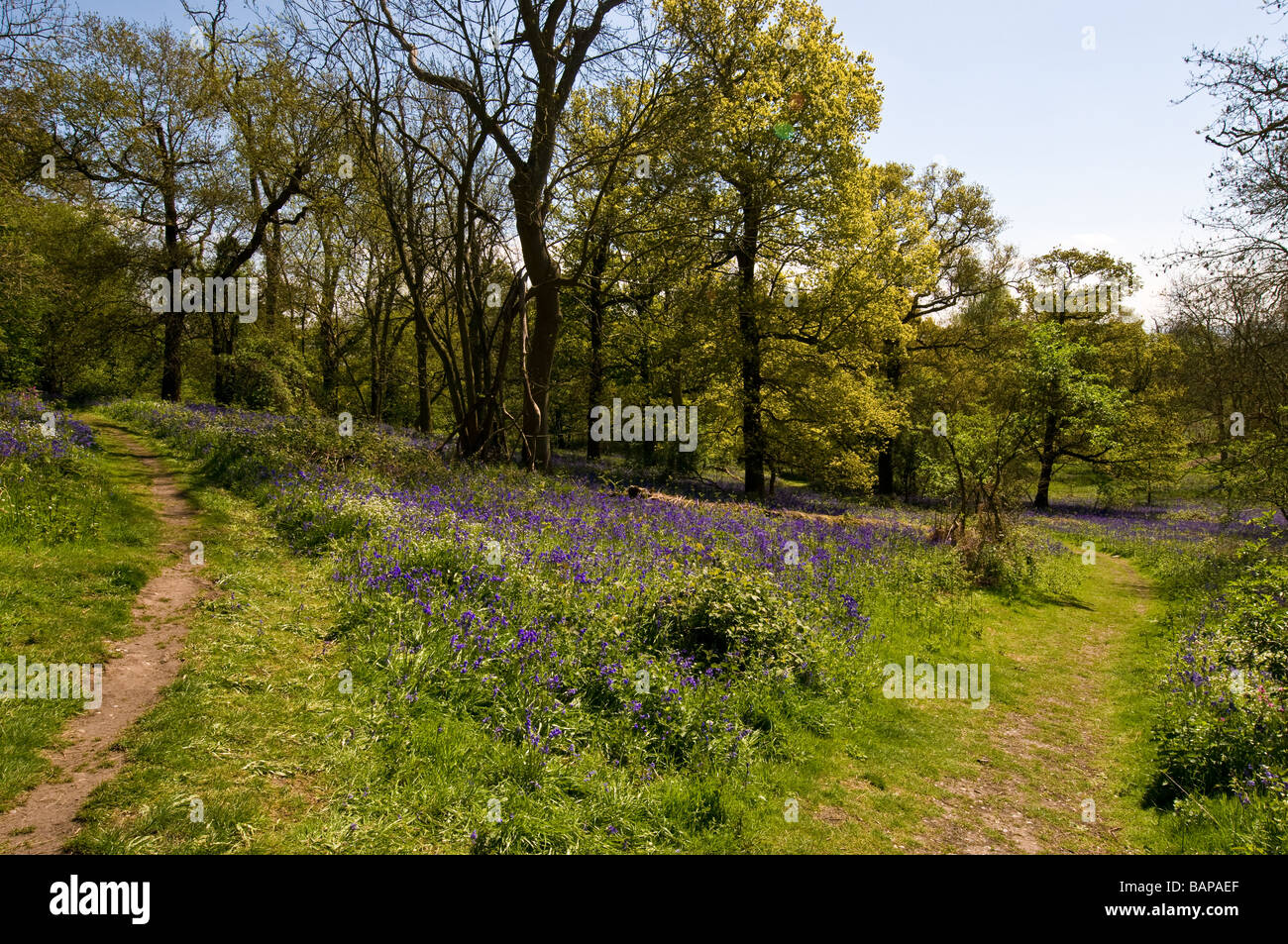 Footpaths through Langdon Hills Country Park in Essex. Stock Photo