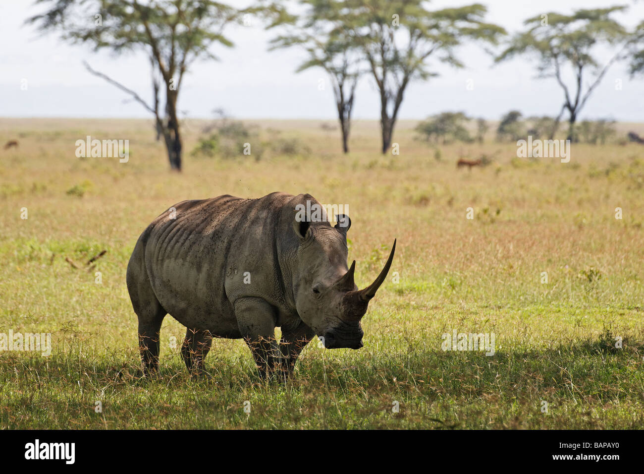 White rhino grazing on the short grasses of Lake Nakuru National Park in Kenya Stock Photo