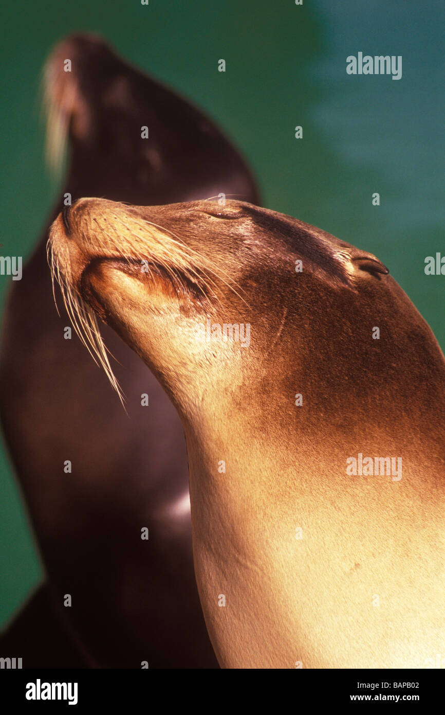 California Sea Lions Santa Barbara Zoo Santa Barbara California Stock Photo