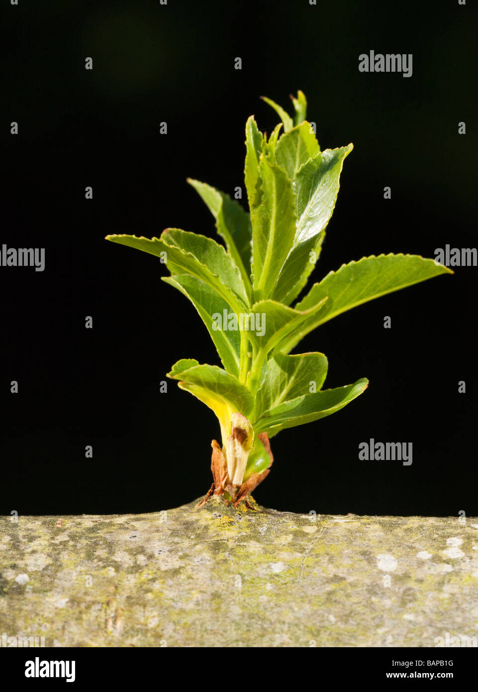 green shoots growing from a willow tree branch Stock Photo