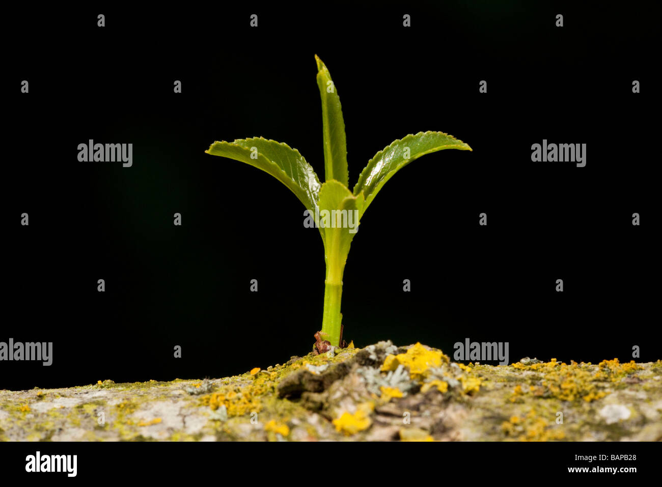 green shoots growing from a willow tree branch Stock Photo
