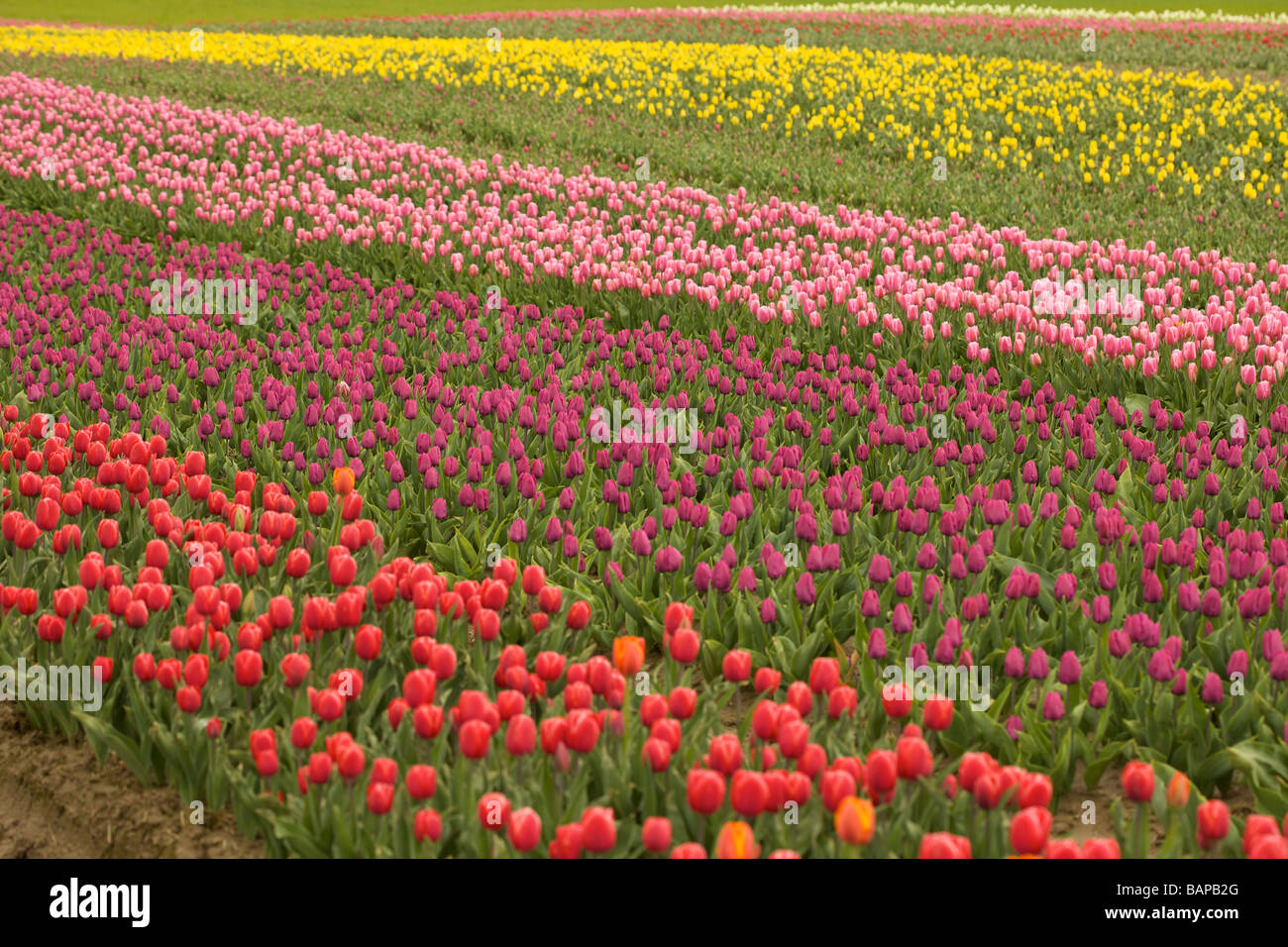 Tulips flower at the Agassiz Tulip Festival 2009, "British Columbia