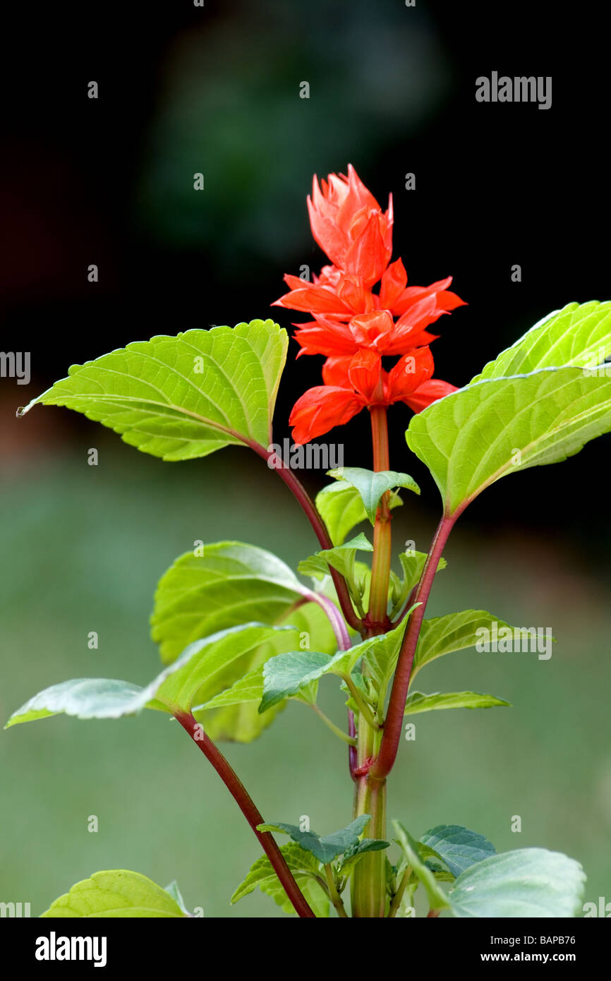 Scarlet Sage, Salvia splendens Sellow Stock Photo