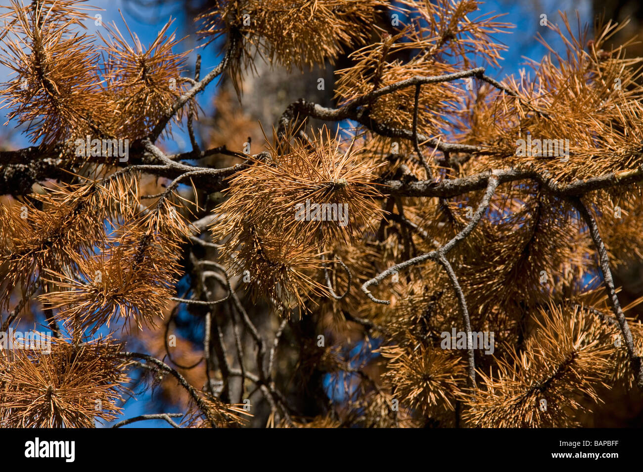 Pine trees attacked by the Lodgepole Pine Beetle, Alberta, Canada Stock Photo