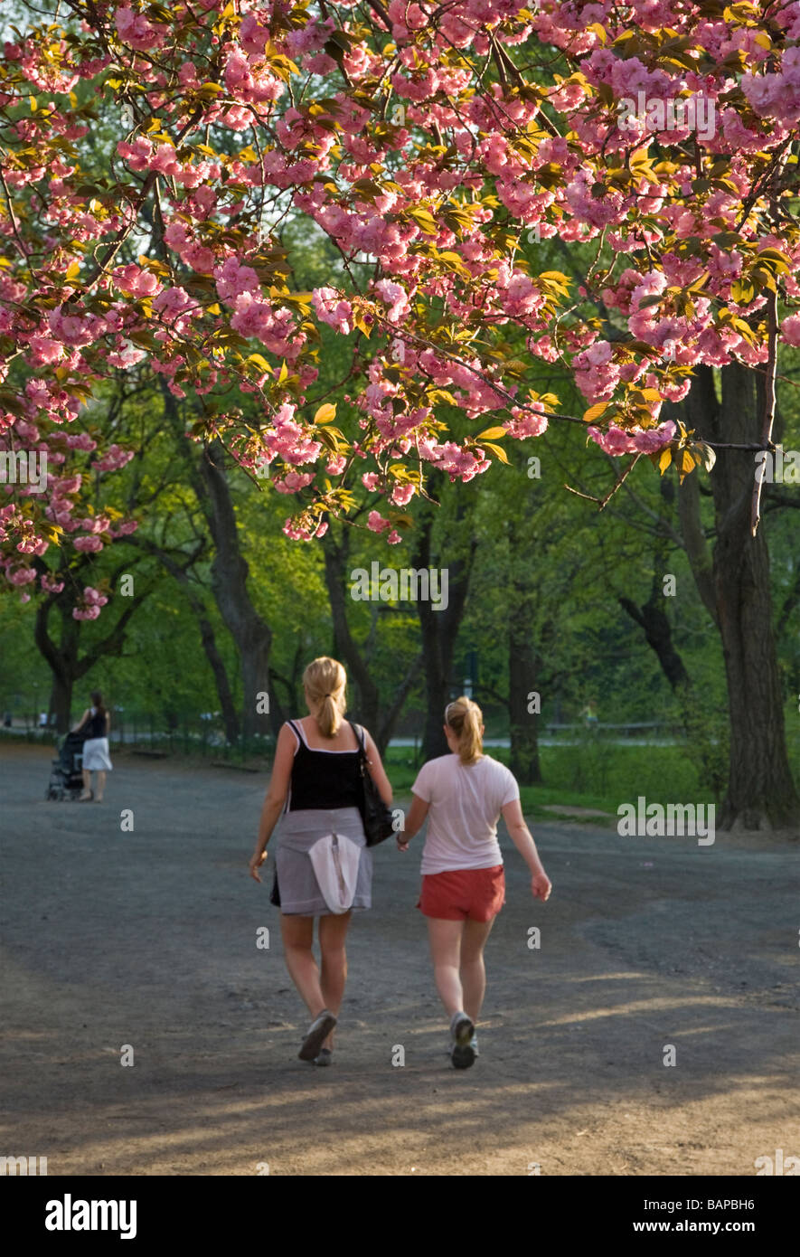 Walking in Central Park under the cherry blossoms Stock Photo