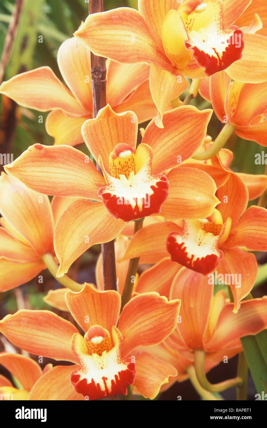 cymbidium orchids Santa Barbara Orchid Estate Santa Barbara California Stock Photo