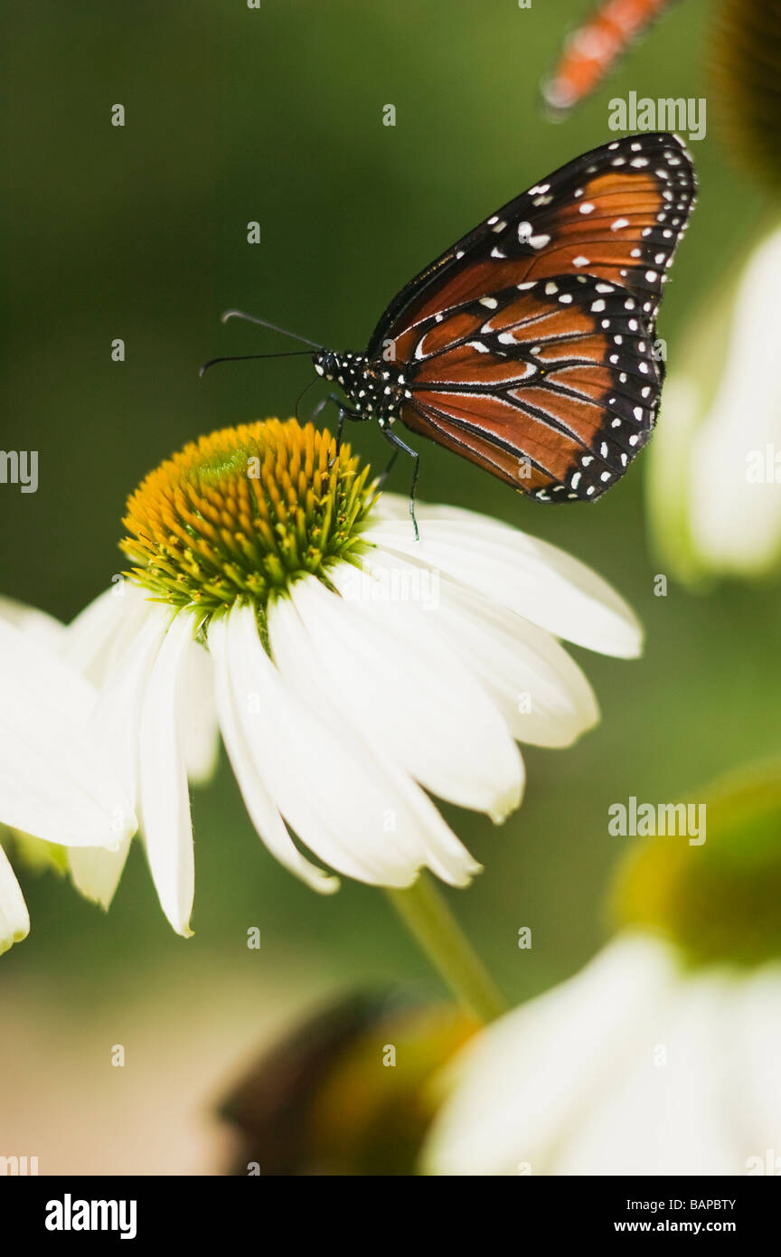 Butterfly, San Diego, California, Museum of Natural History Stock Photo