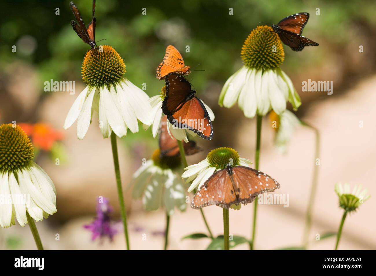 Butterflies, San Diego, California, Museum of Natural History Stock