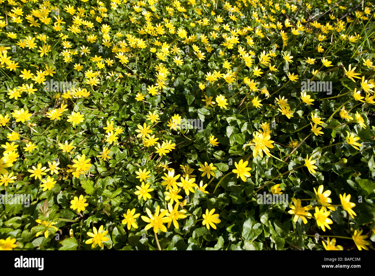A large bed of lesser celandine Stock Photo