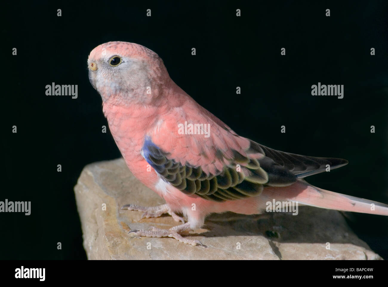Bourke parrot 'Neopsephotus bourkii', pink mutation Stock Photo