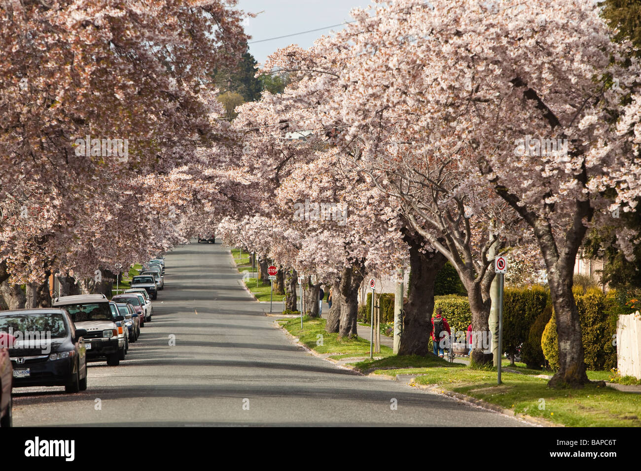 Cherry trees in bloom Moss Street in Victoria BC Canada Stock Photo
