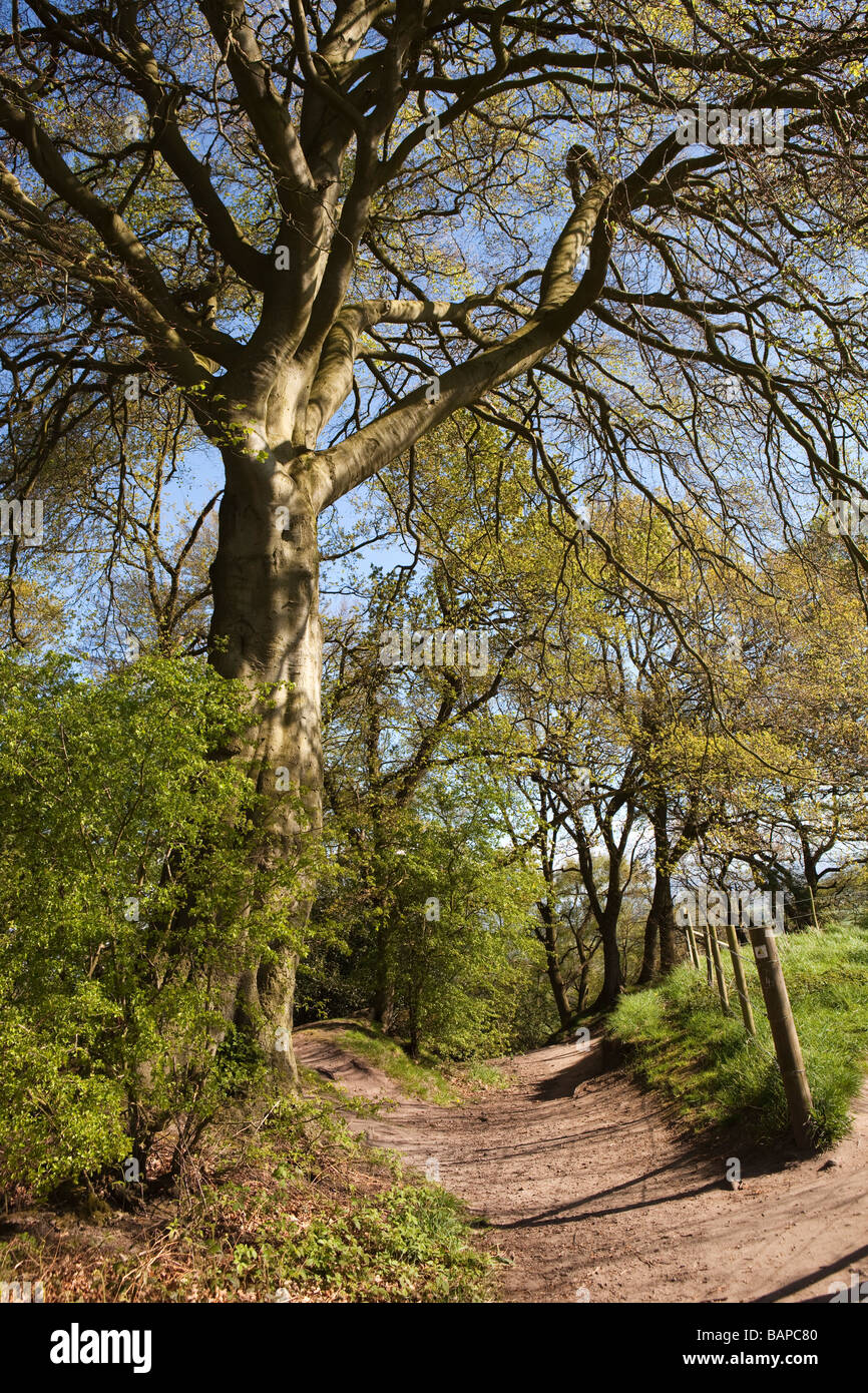 Footpath through beech trees hi-res stock photography and images - Alamy