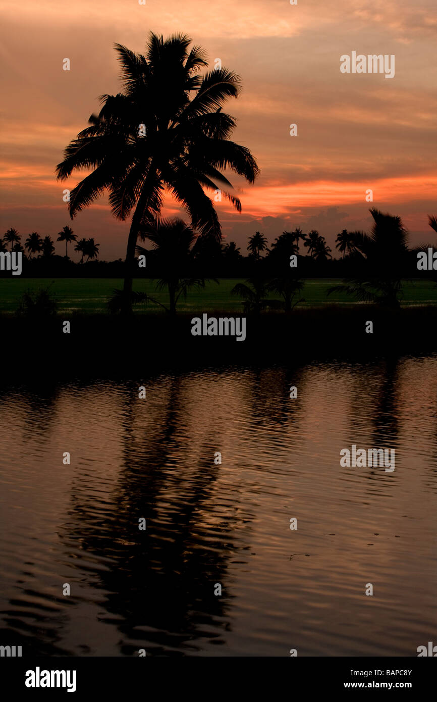 Palm trees sunset tropical hi-res stock photography and images - Alamy