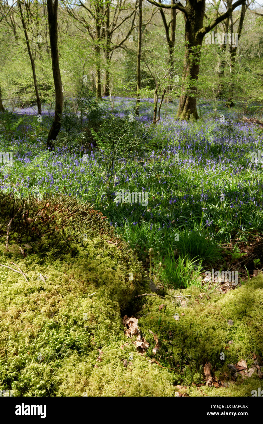 English Bluebells in a Bluebell Wood Hyacinthoides non scripta Stock Photo