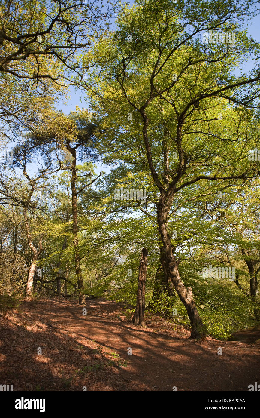 Footpath through beech trees hi-res stock photography and images - Alamy