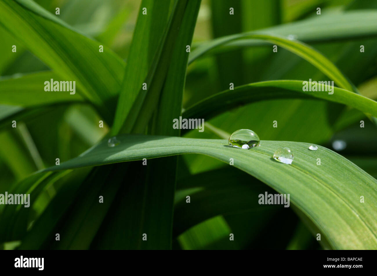 Rain Water Droplet Droplets of rain water on the fleshy foliage of a day lily plant Stock Photo