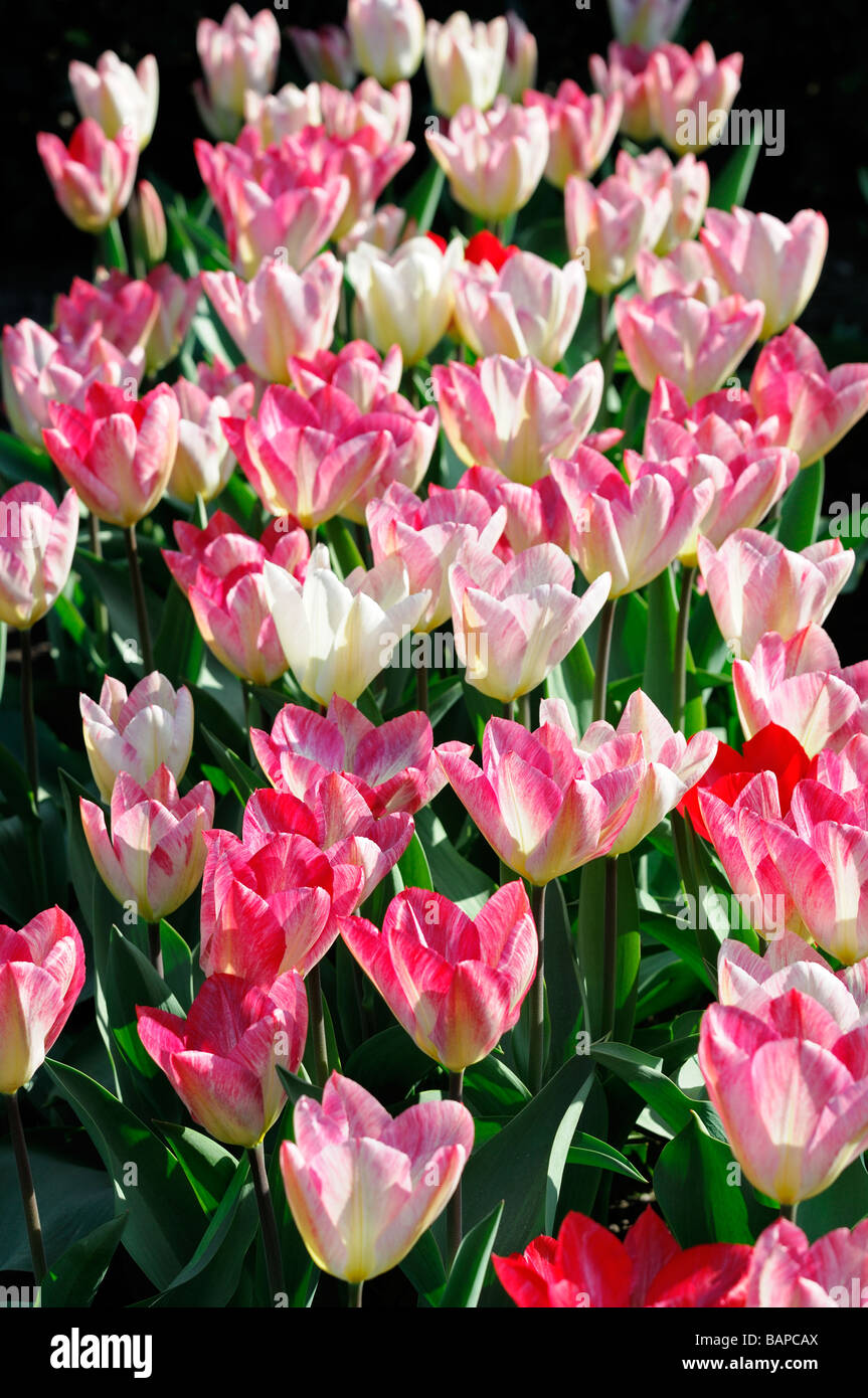 ivory rose flame tulip flaming purissima fosteriana group flower bloom blossom species variant var sp variety color colour Stock Photo