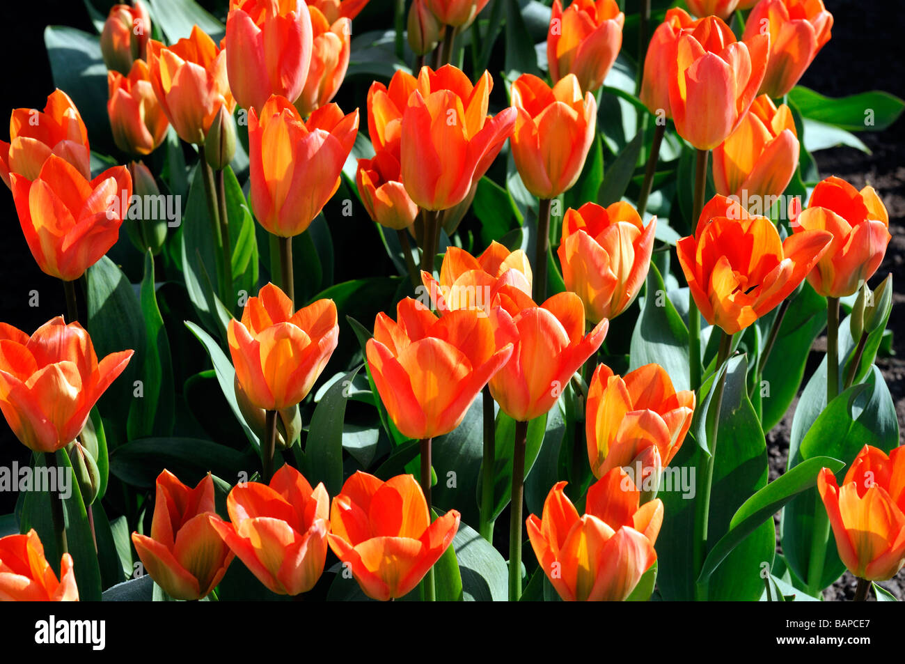 orange tulip tulipa orange emperor fosteriana group flower bloom
