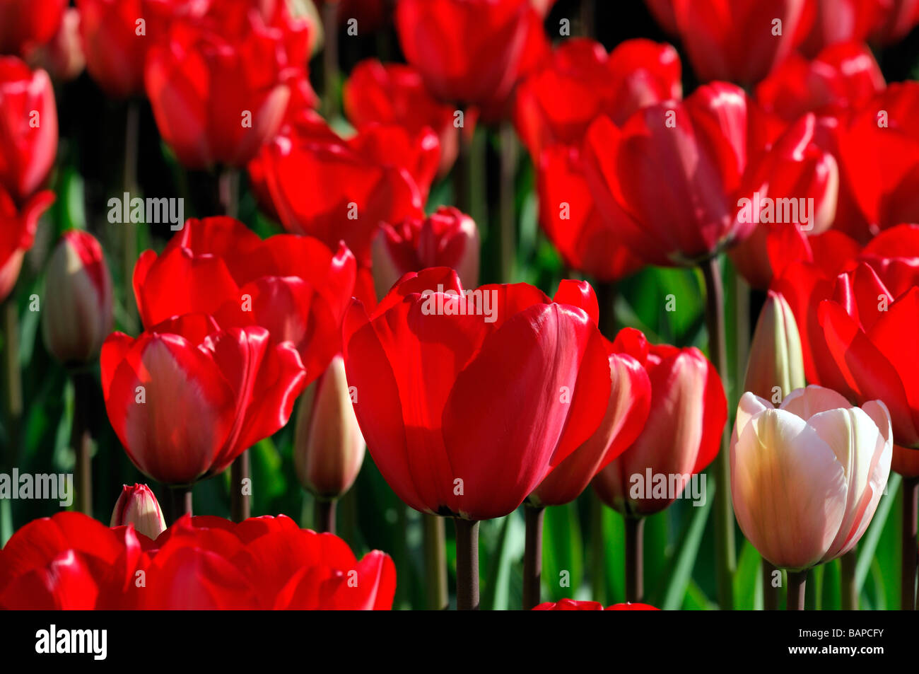 red tulip tulipa red impression darwin hybrid group flower bloom blossom species variant var sp variety color colour Stock Photo