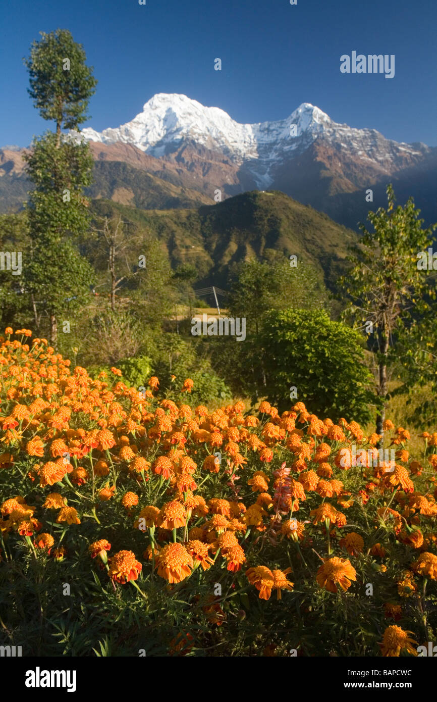 Flowers of nepal hi-res stock photography and images - Alamy