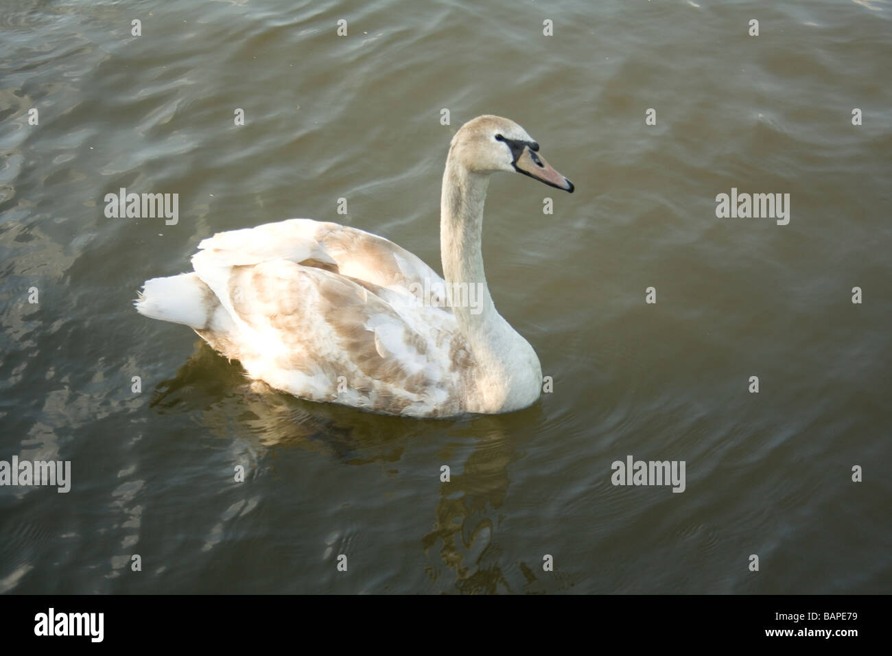 Young swan (sygnet) swimming Stock Photo