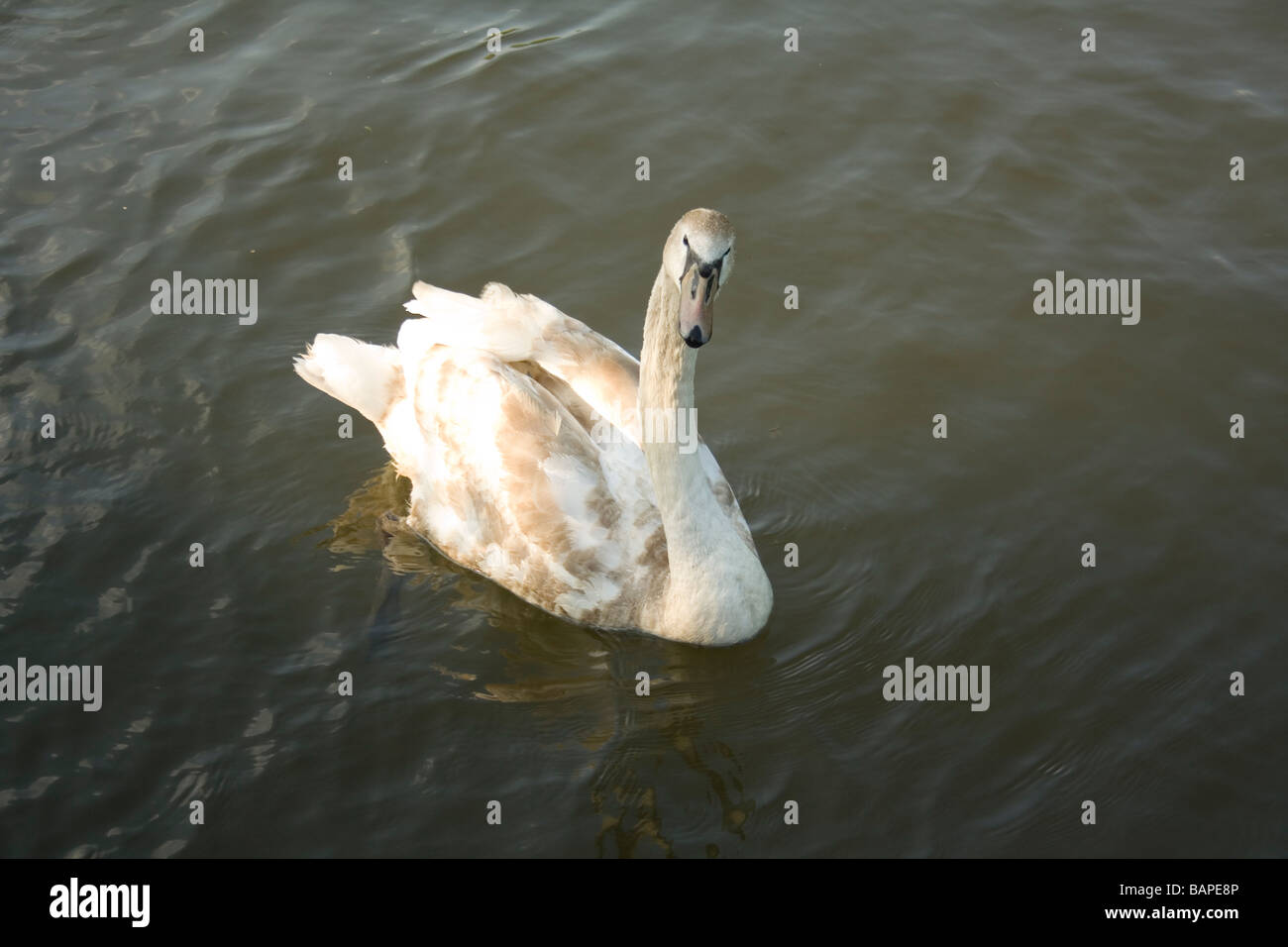 Young swan swimming in river Stock Photo