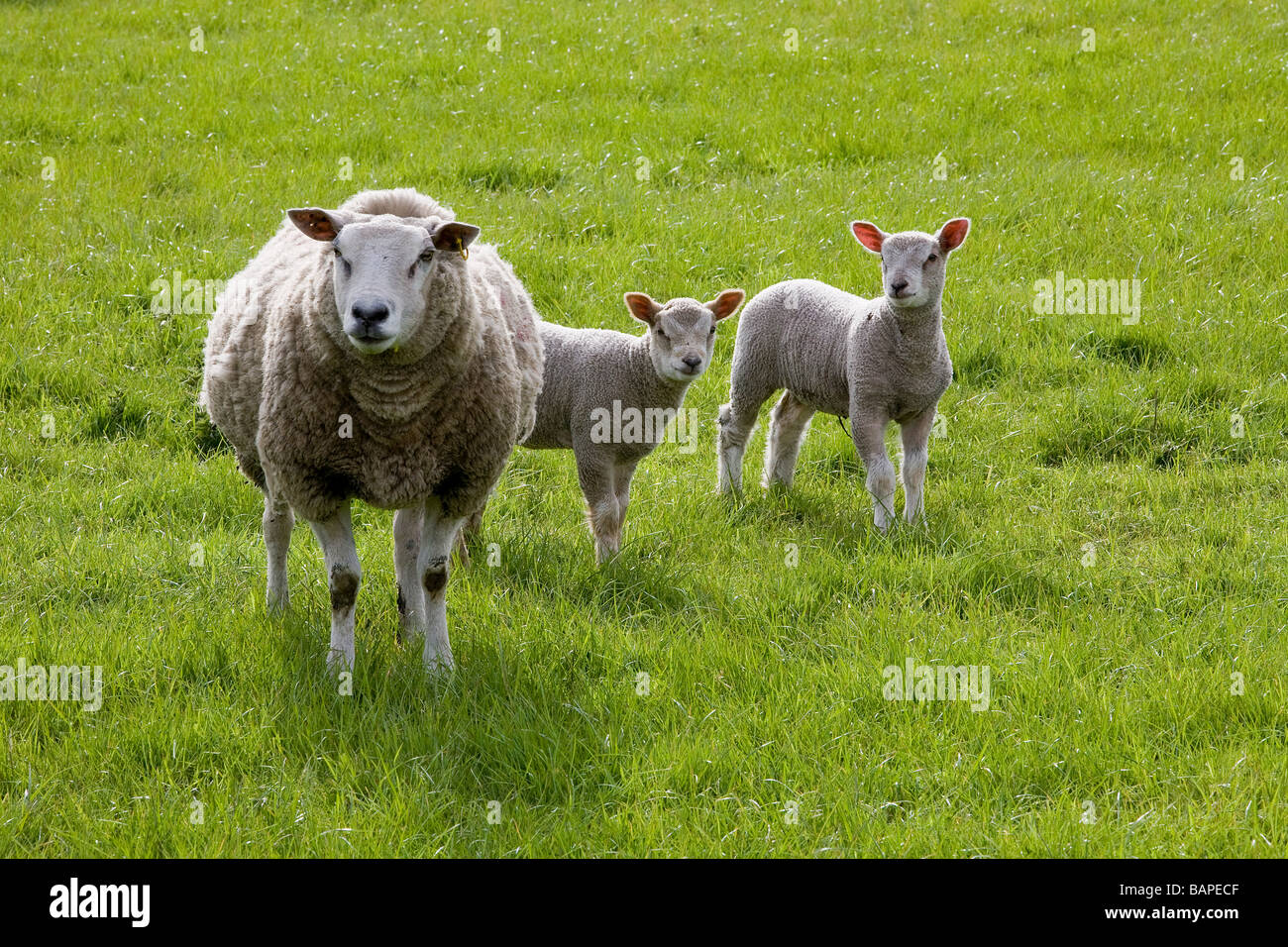 Two lambs and their mother stand looking around themselves in a grassy ...