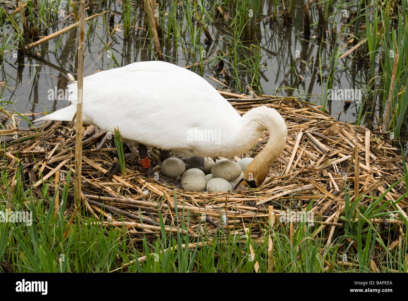 Mute Swan on nest with eggs Stock Photo
