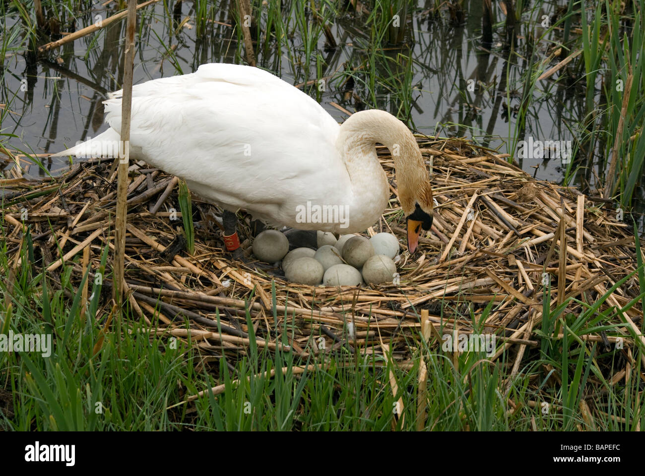 Mute Swan on nest with eggs Stock Photo