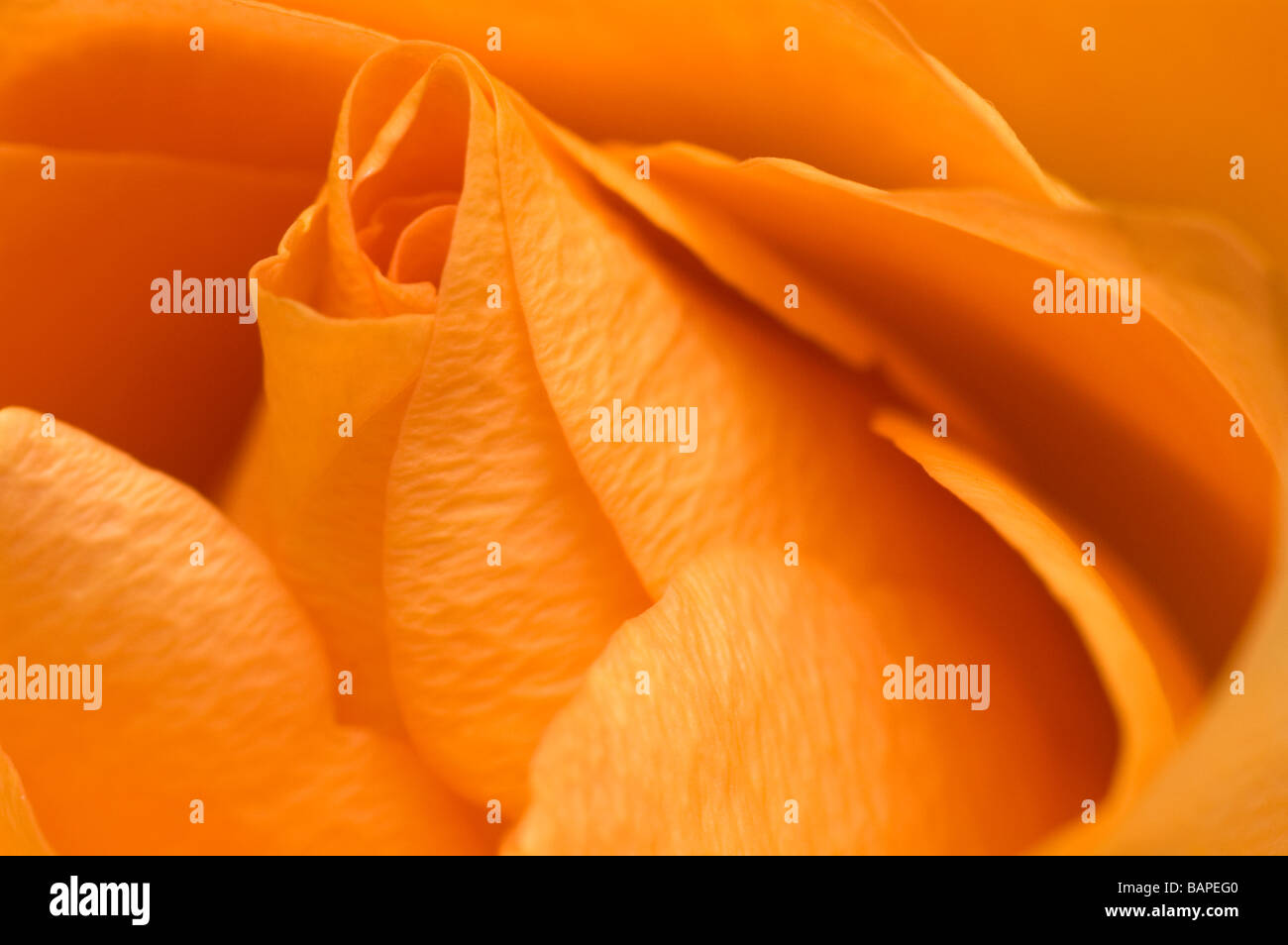 Detail graphic of yellow rose petals Stock Photo Alamy