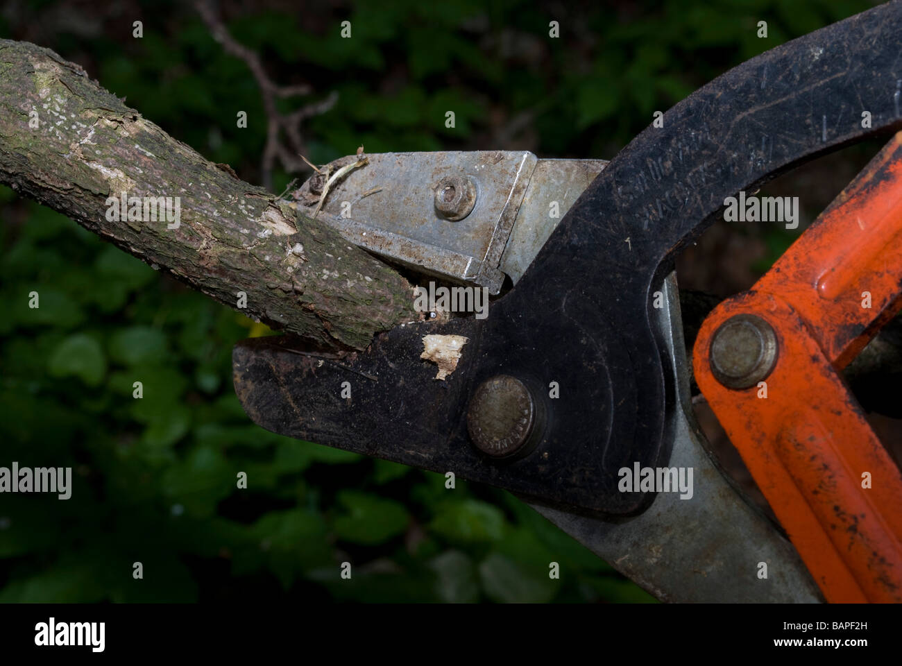 Cutting through a thin tree branch with heavy croppers / loppers
