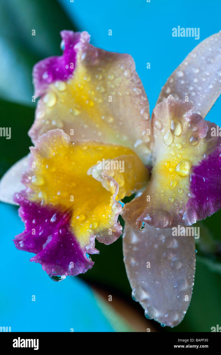 Cattleya orchid on blue background in studio with water drop Stock Photo