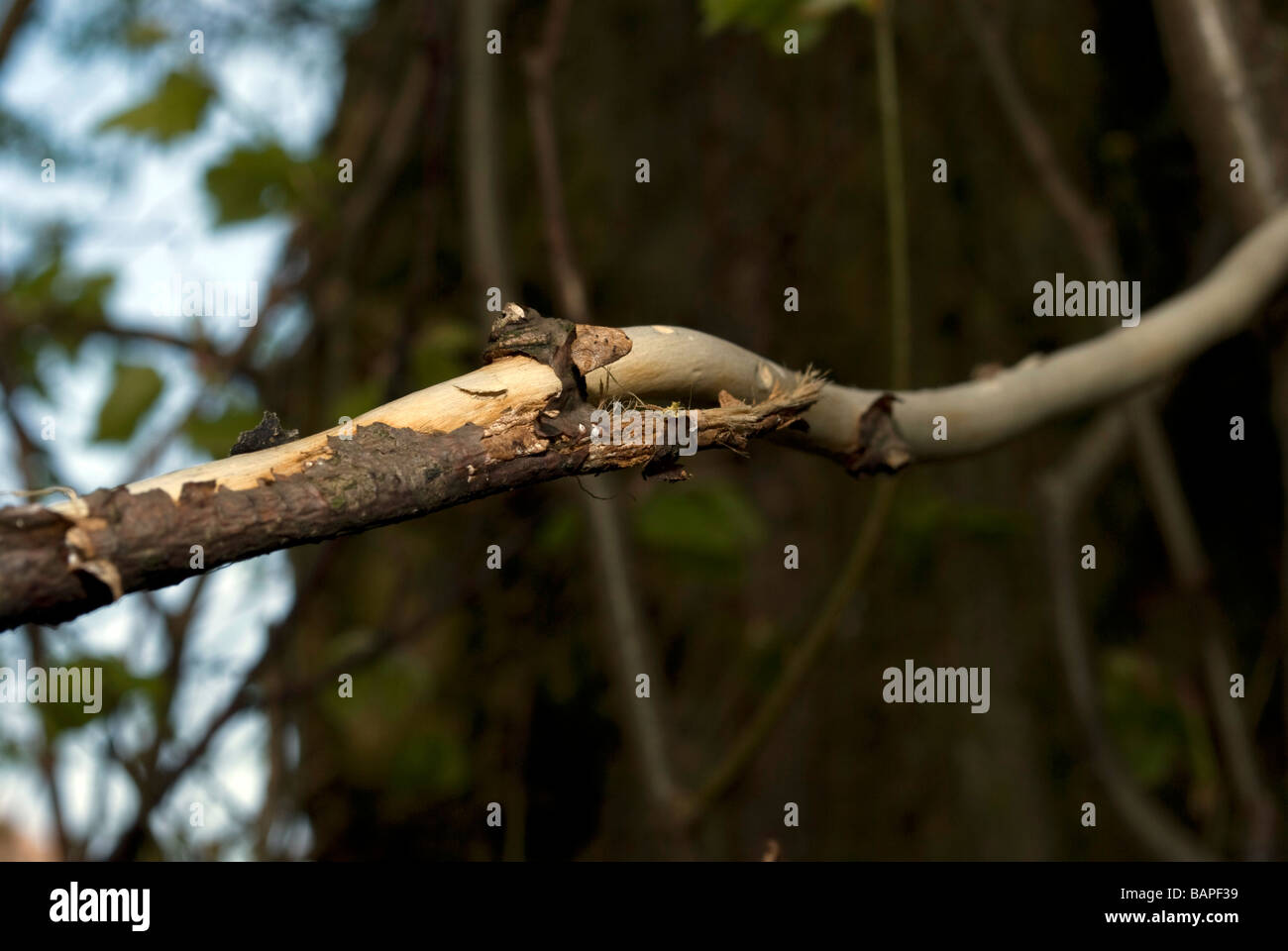 Grey squirrel damage to a tree (bark eaten away, killing the branch