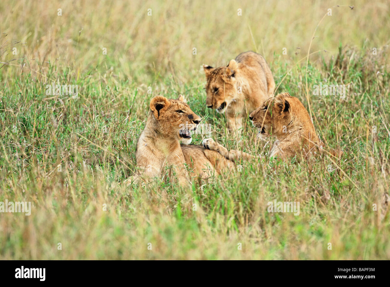 Young lions play in the grass in the coolness of the morning in Tarangire National Park Tanzania Stock Photo