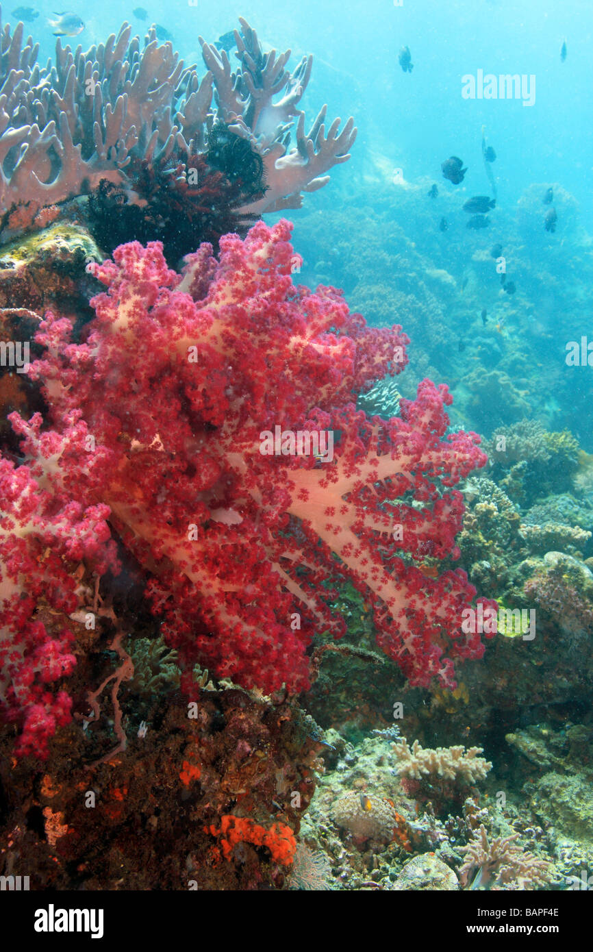 Indonesian coral reef with soft corals on coral reef Stock Photo Alamy
