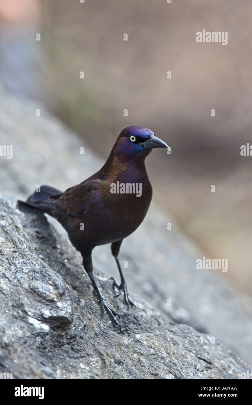 Common Grackle Quiscalus Quiscula in Central Park in the spring Stock Photo