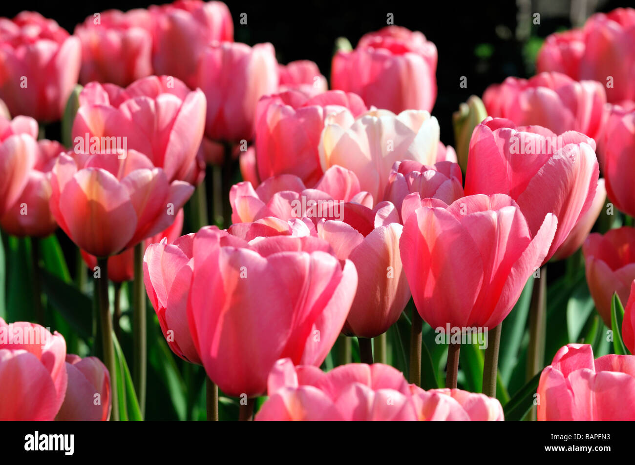pink tulip tulipa pink impression darwin hybrid group flower bloom blossom species variant var sp variety color colour Stock Photo