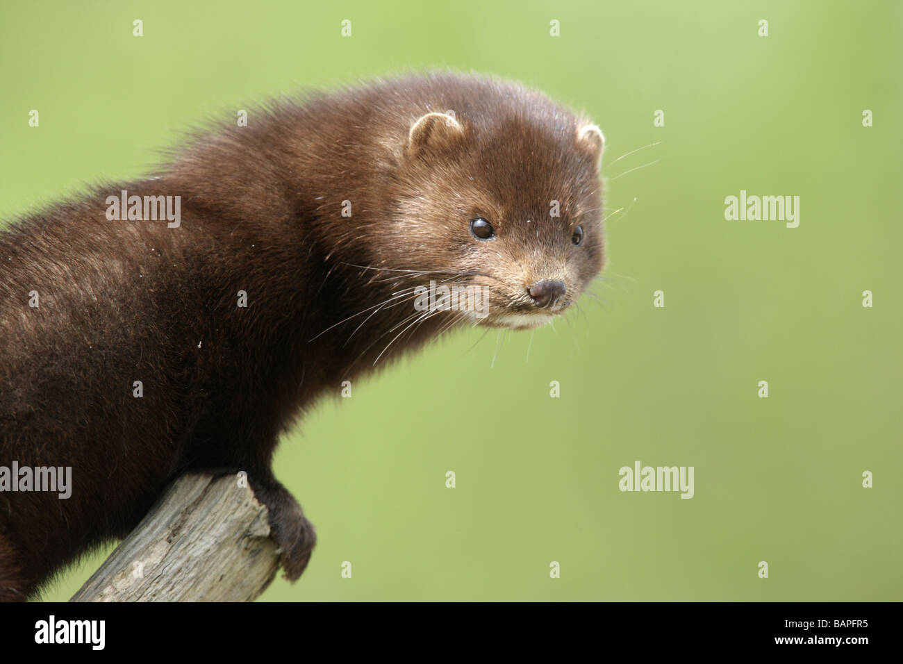 American mink Mustela vison sussex spring Stock Photo