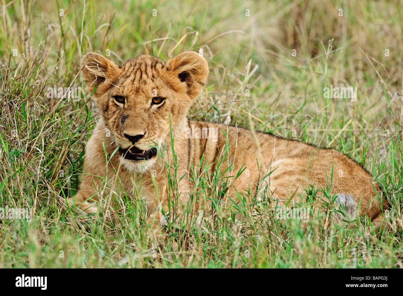 Young lions play in the grass in the coolness of the morning in Tarangire National Park Tanzania Stock Photo