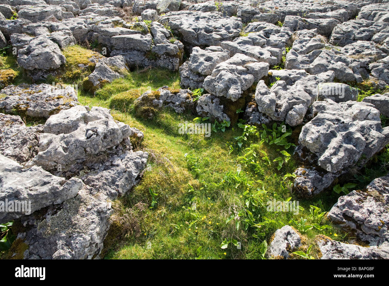 Limestone pavement with grass and wildflowers growing between fissures