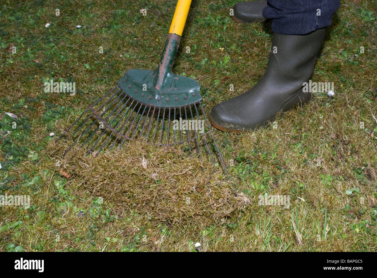 Raking dead grass and moss from a lawn Stock Photo Alamy