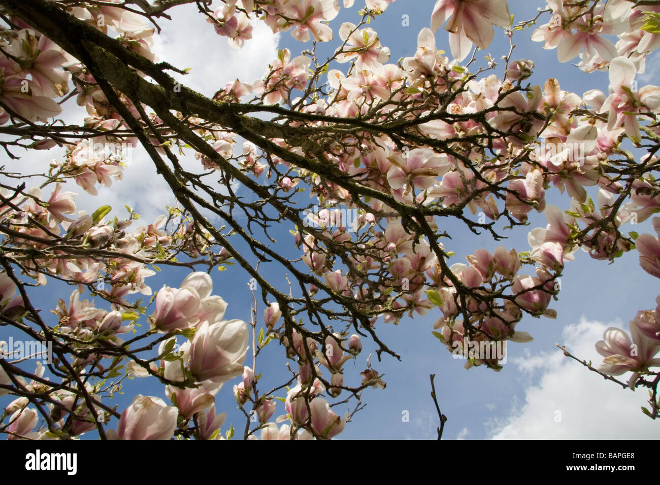 Branches of a Magnolia tree in flower against a blue sky with clouds ...