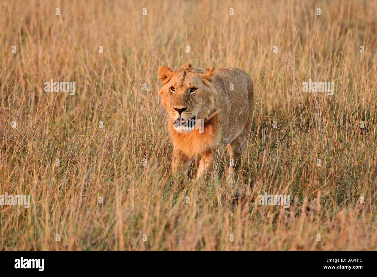 Male lion on serengeti plains hi-res stock photography and images - Alamy