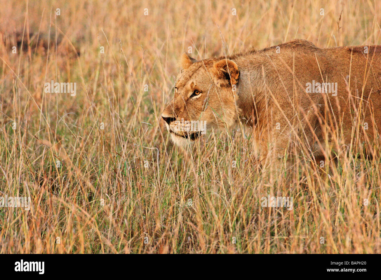 Male lion on plains of masai mara hi-res stock photography and images ...