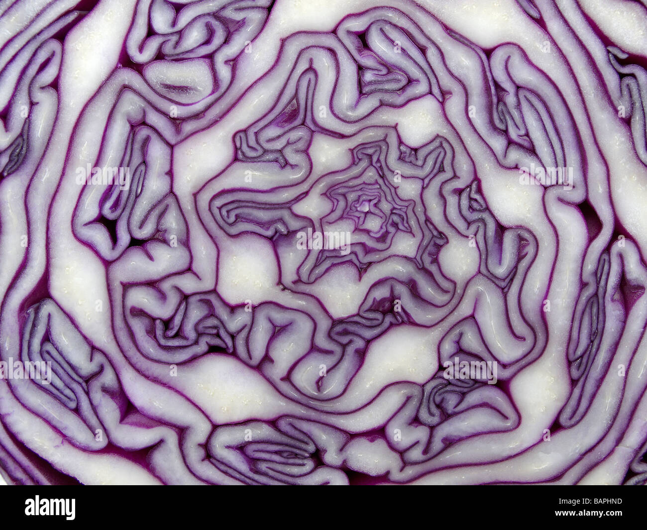 Close-up of red cabbage 6 Stock Photo